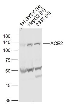 ACE2 Antibody