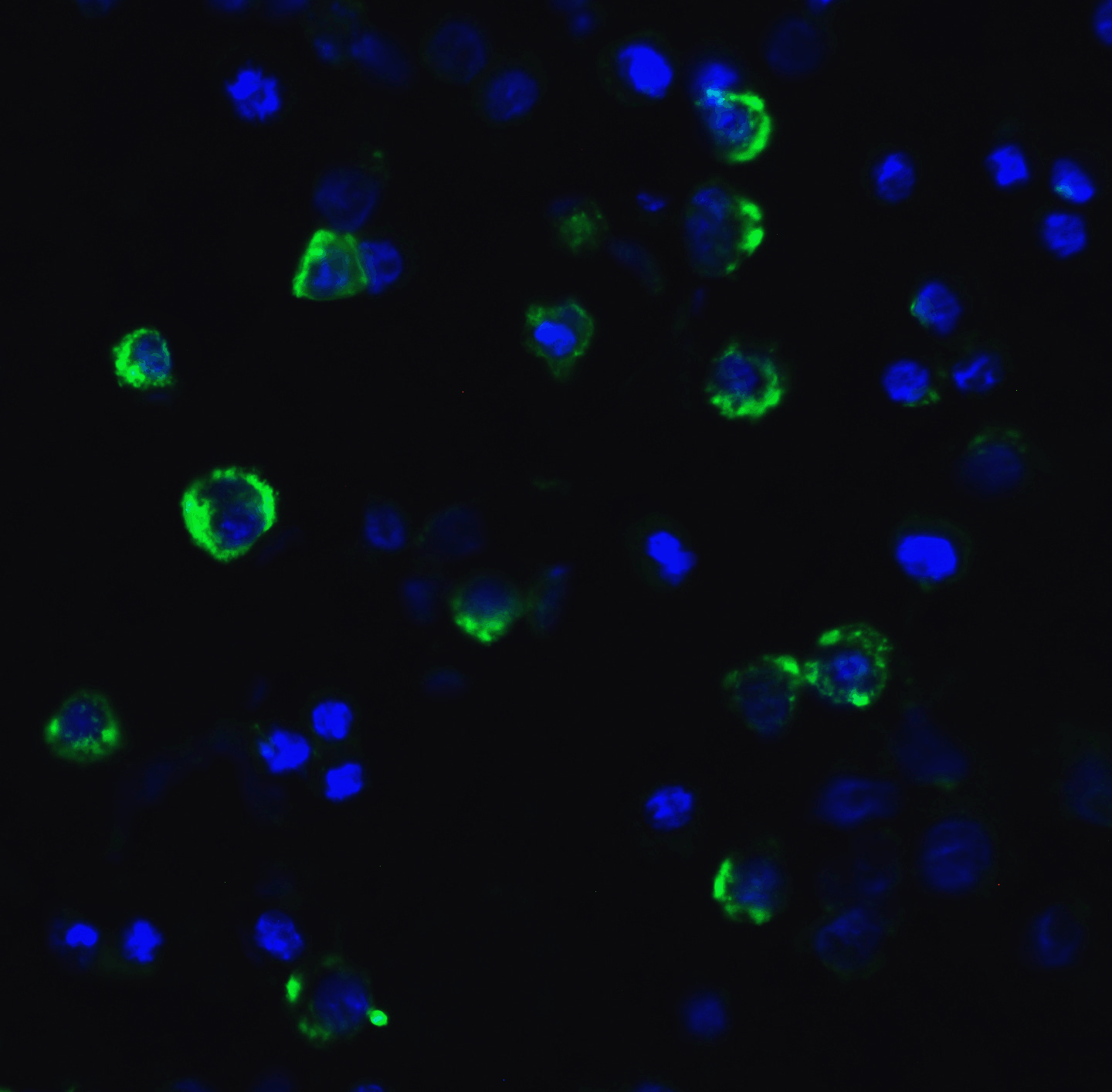 LAG-3 Single Domain Antibody [2B11]