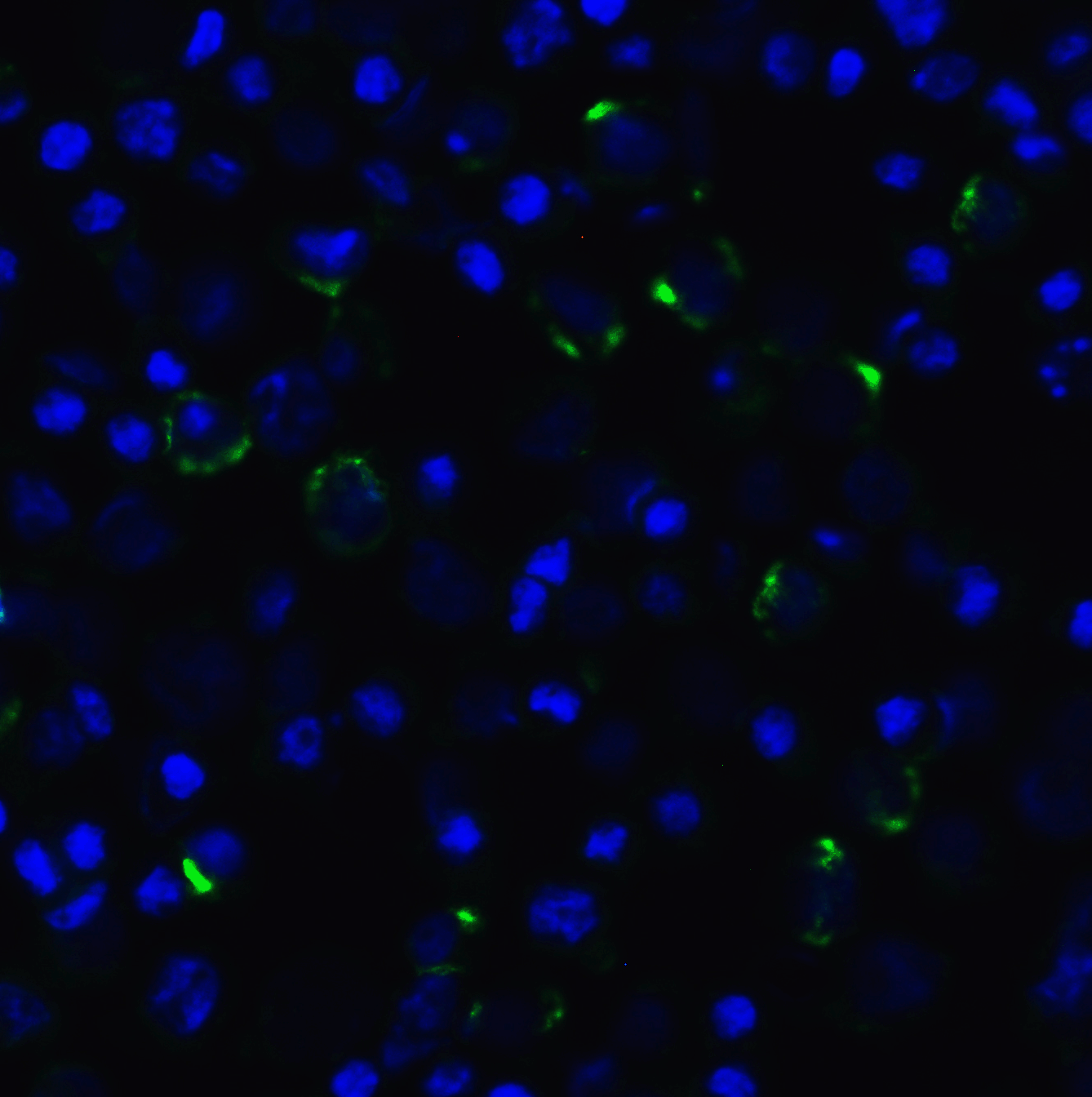 LAG-3 Single Domain Antibody [1C6]