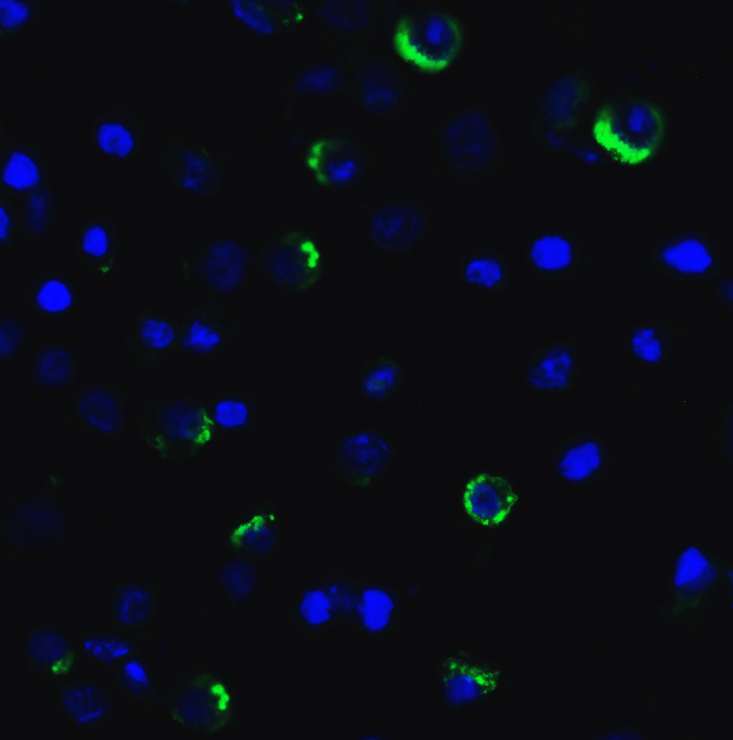 LAG-3 Single Domain Antibody [1A6]