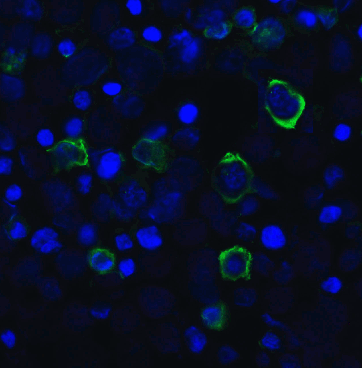 TIGIT Single Domain Antibody [2B5]