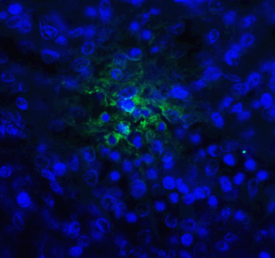TIGIT Single Domain Antibody [2B5]