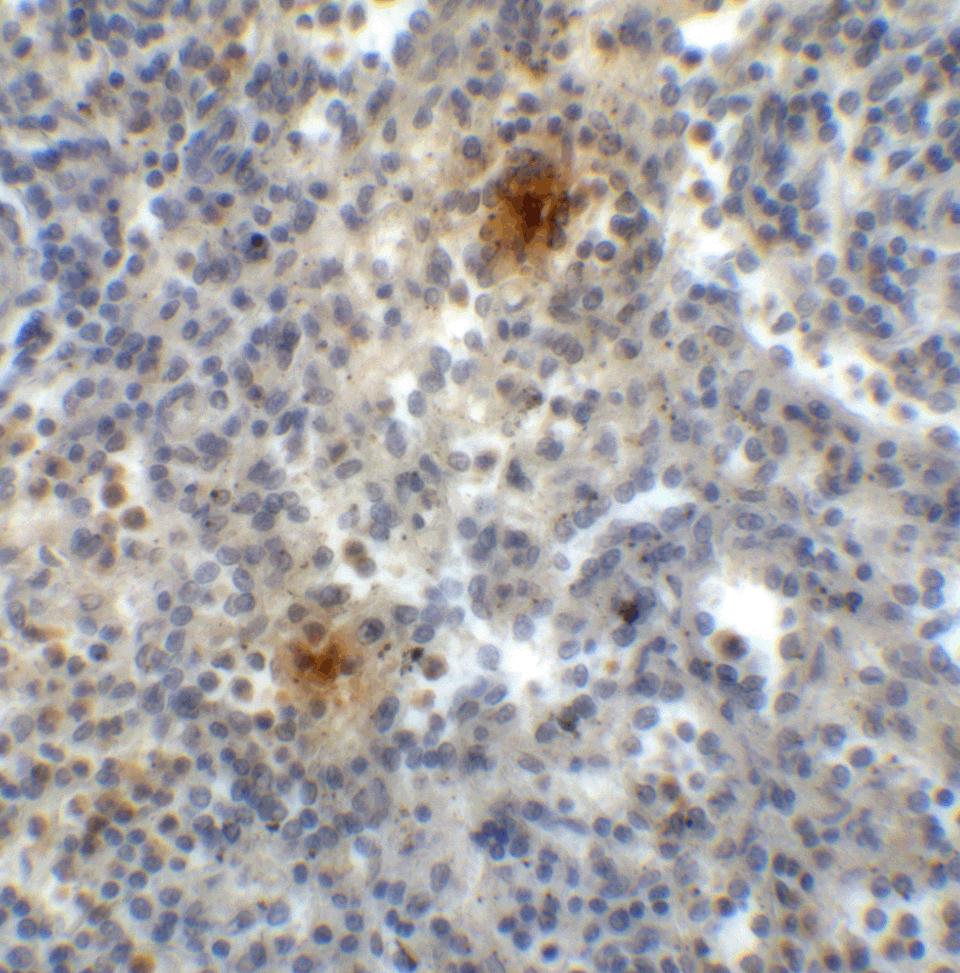 TIGIT Single Domain Antibody [2B5]