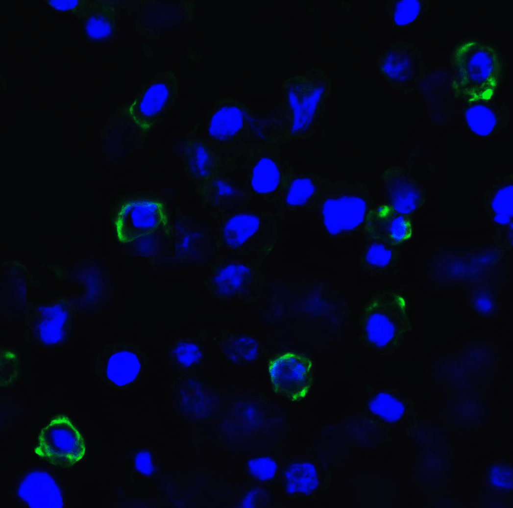 TIGIT Single Domain Antibody [2C6]