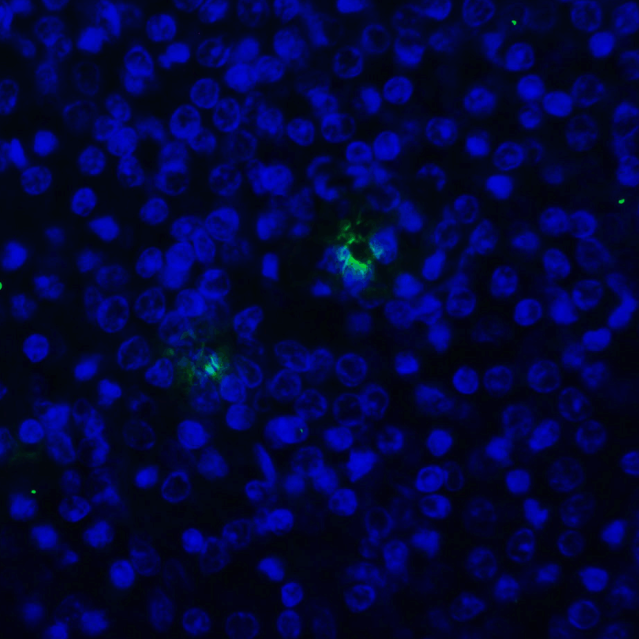 TIGIT Single Domain Antibody [2C6]