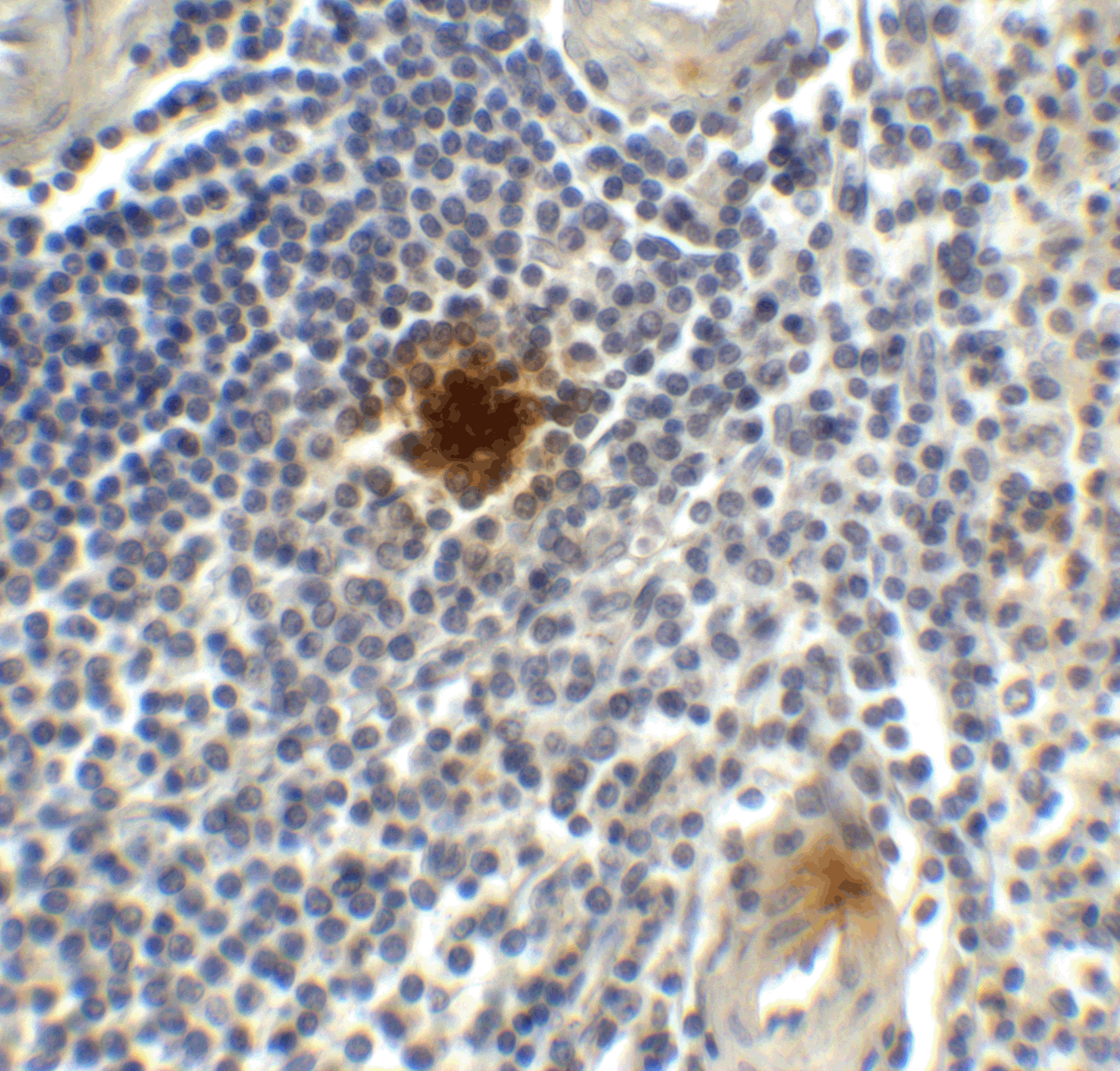 TIGIT Single Domain Antibody [2C6]