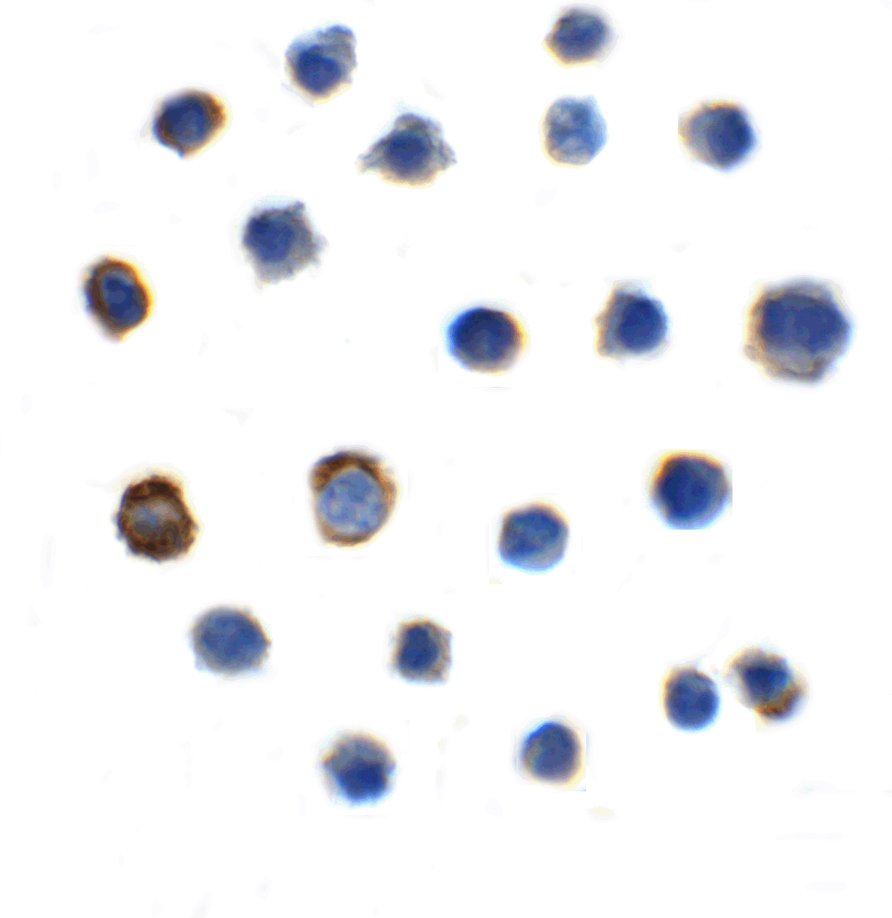TIGIT Single Domain Antibody [2C7]