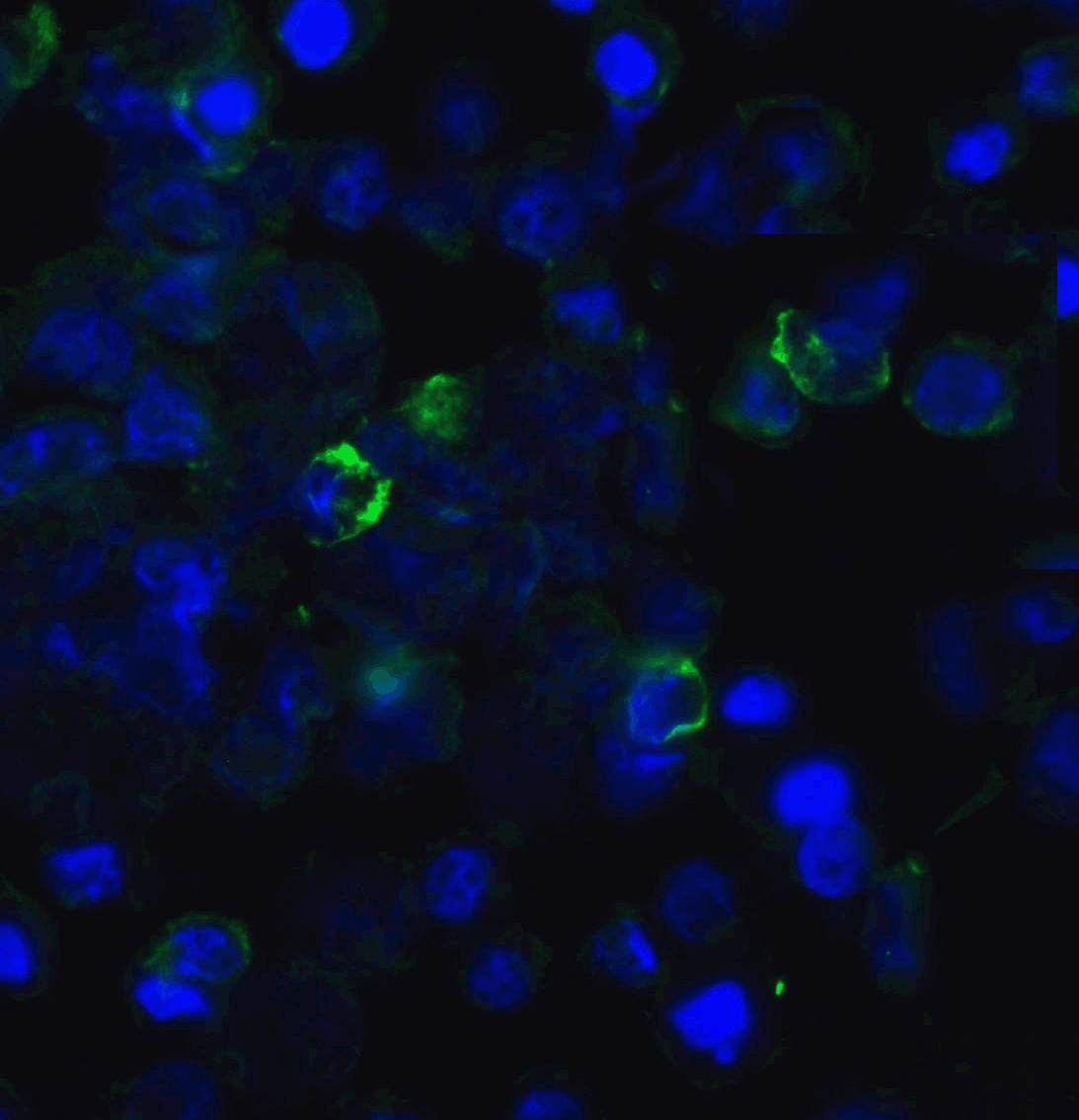 TIGIT Single Domain Antibody [2C7]