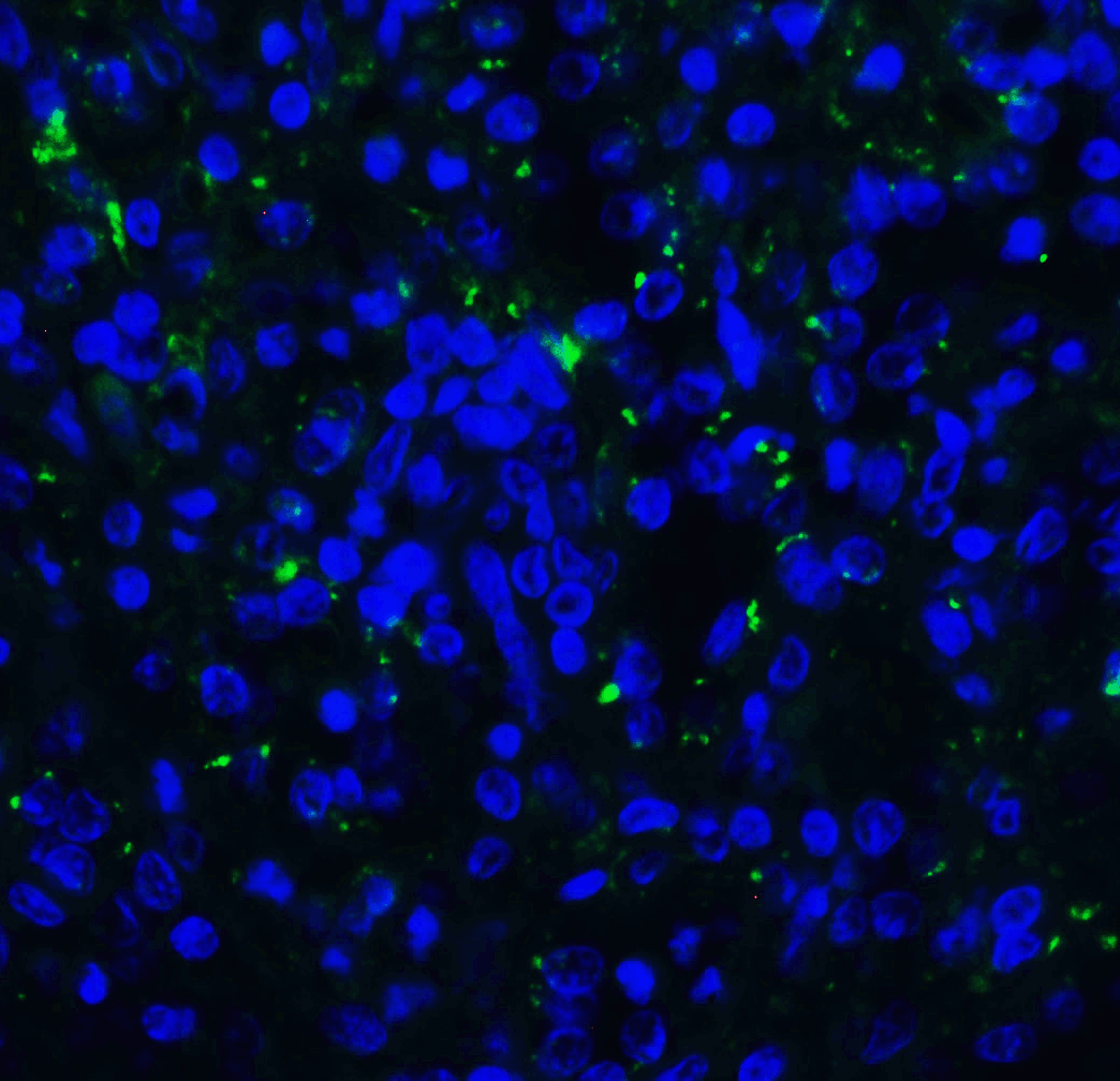 TIGIT Single Domain Antibody [2C7]