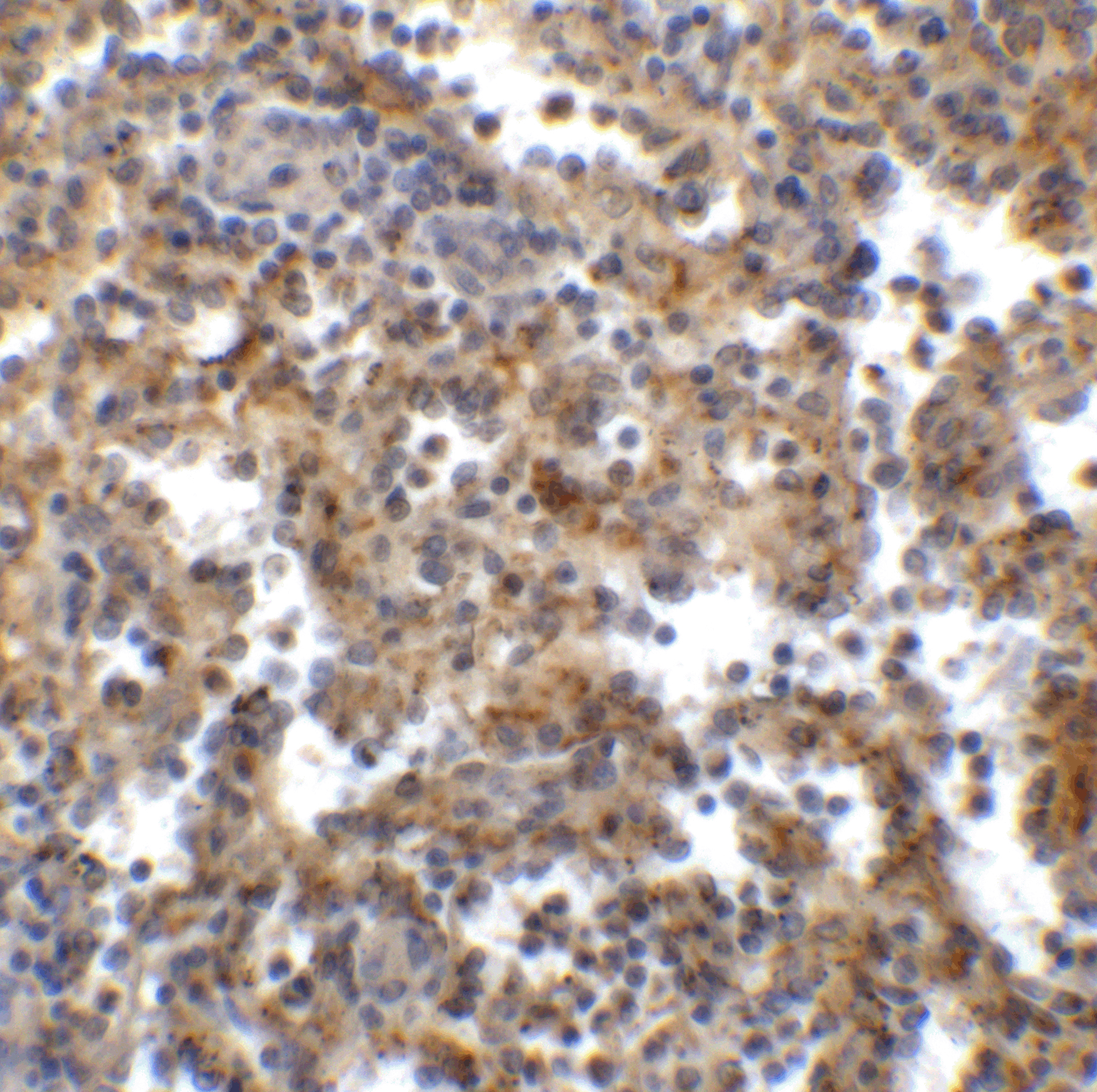 TIGIT Single Domain Antibody [2C7]