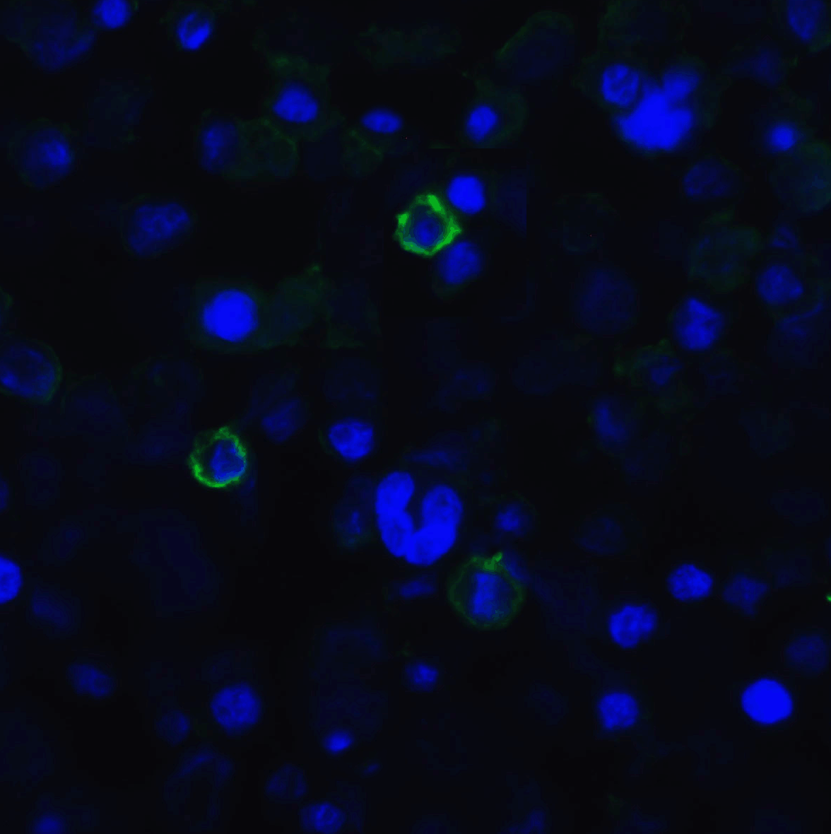 TIGIT Single Domain Antibody [2D7]