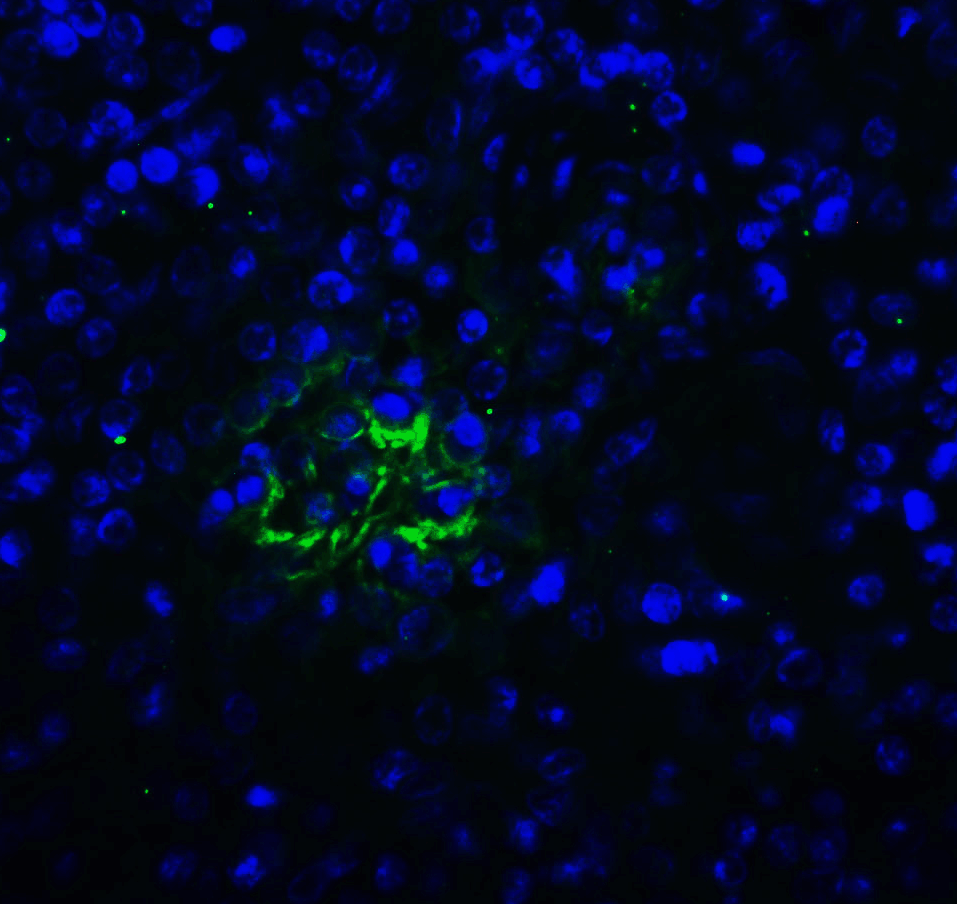 TIGIT Single Domain Antibody [2D7]