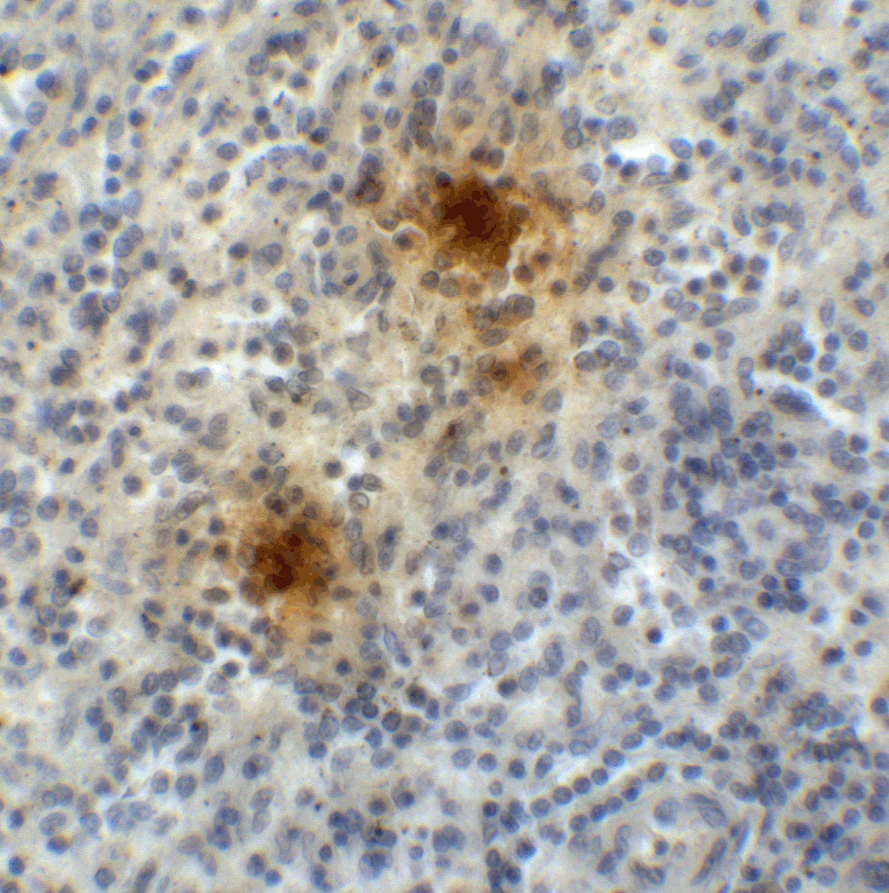 TIGIT Single Domain Antibody [2D7]
