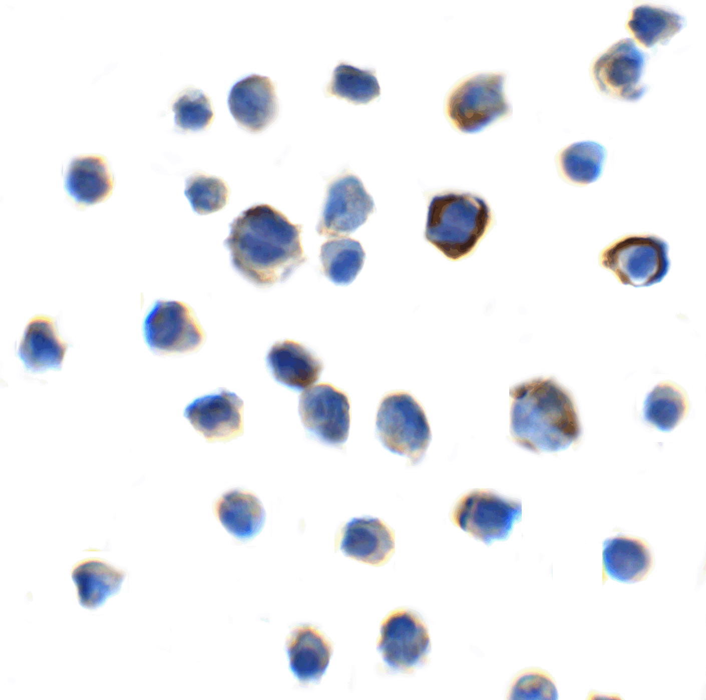 TIGIT Single Domain Antibody [2F7]