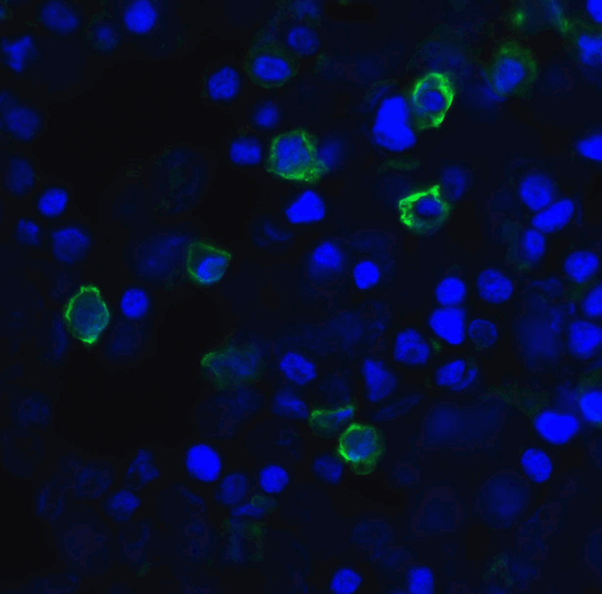 TIGIT Single Domain Antibody [2F7]