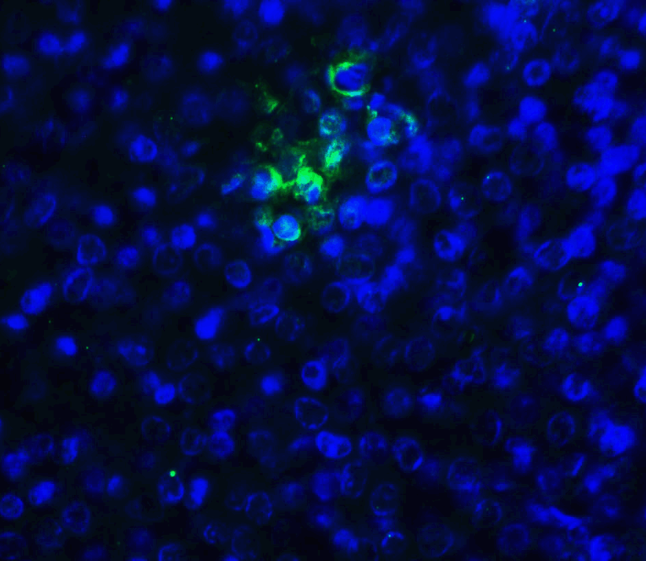 TIGIT Single Domain Antibody [2F7]