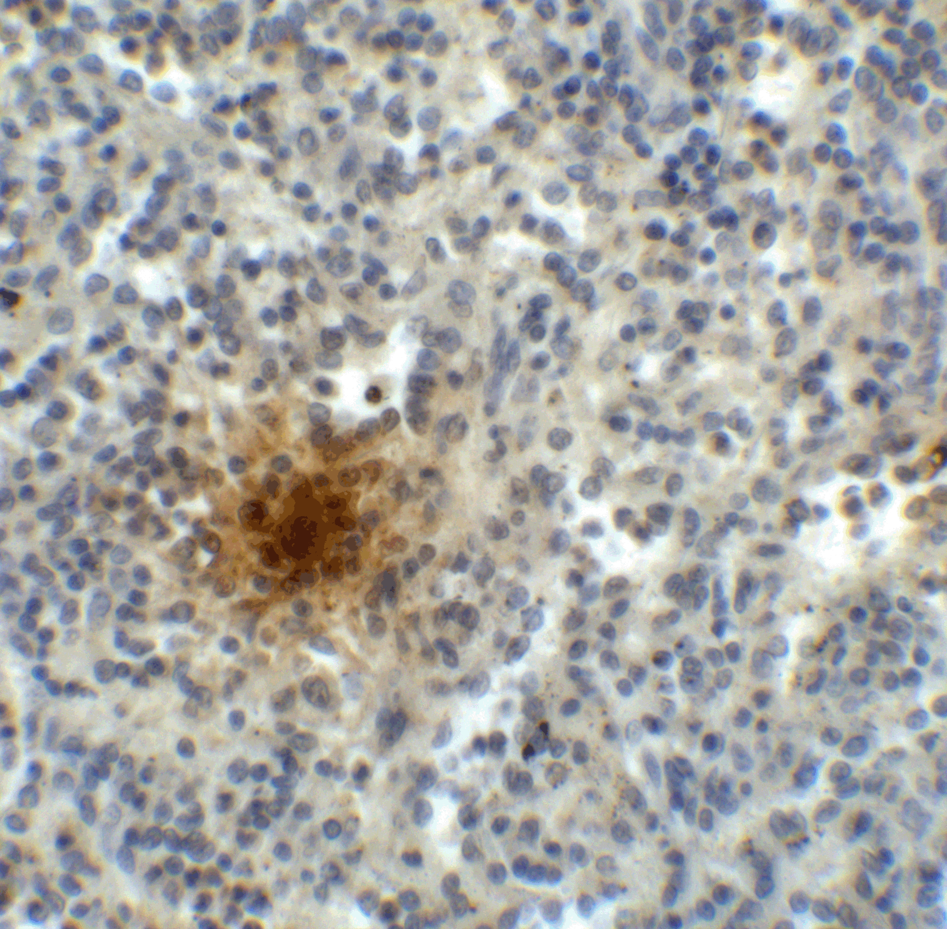 TIGIT Single Domain Antibody [2F7]