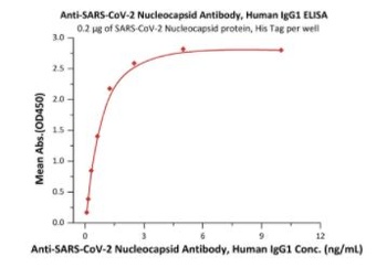 SARS-CoV-2 Nucleocapsid Antibody, monoclonal