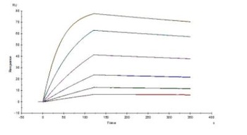 SARS-CoV-2 Spike RBD Neutralizing Antibody, monoclonal, Chimeric