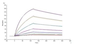 SARS-CoV-2 Spike NTD Neutralizing Antibody, monoclonal, Chimeric