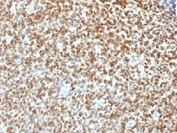 NKX2-2 Antibody