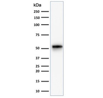 KRT7 Antibody