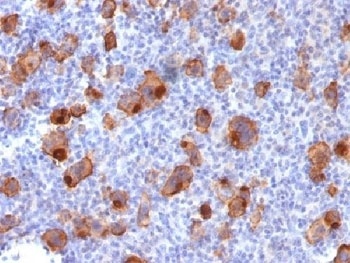 TNFRSF8 Antibody