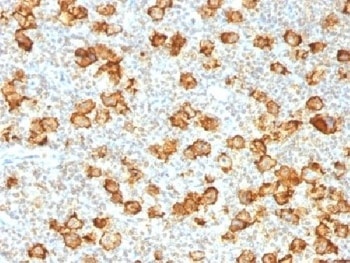 TNFRSF8 Antibody