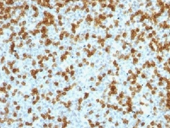 PDCD1 Antibody