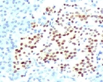NKX2-2 Antibody
