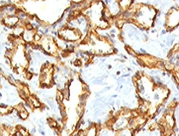PECAM1 Antibody
