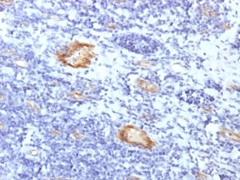 VWF Antibody