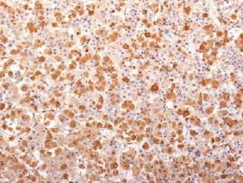 POMC Antibody