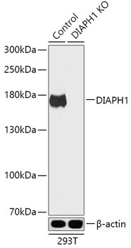 DIAPH1 Antibody, KO Validated