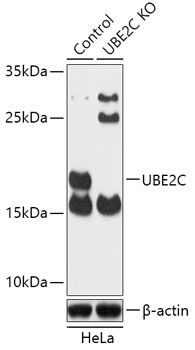 UBE2C Antibody