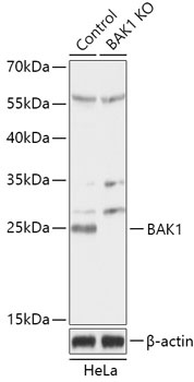BAK1 Antibody, KO Validated