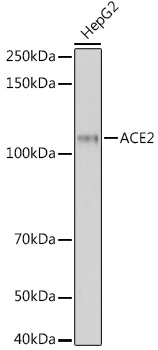 ACE2 Antibody, Monoclonal