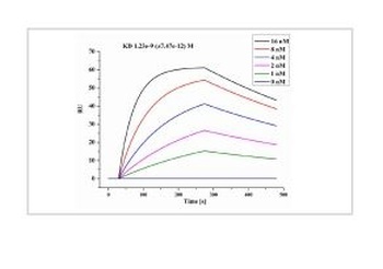 SARS-COV-2 Nucleocapsid Protein Antibody (biotin) [1B1A9] [Out of stock]