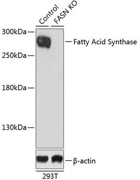 Fatty Acid Synthase Antibody, KO Validated