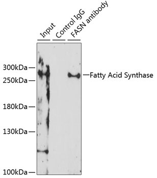 Fatty Acid Synthase Antibody, KO Validated