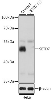 SETD7 Antibody