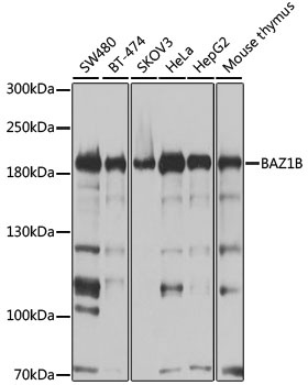 BAZ1B Antibody, KO Validated