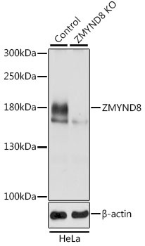 ZMYND8 Antibody, KO Validated