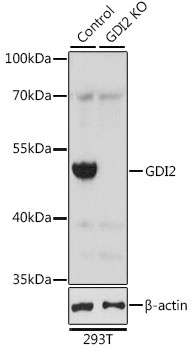 GDI2 Antibody, KO Validated