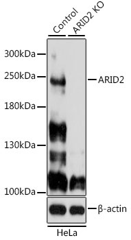 ARID2 Antibody, KO Validated