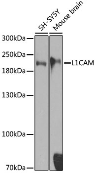 L1CAM Antibody, KO Validated