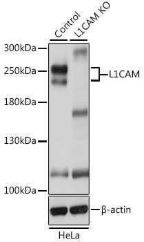 L1CAM Antibody, KO Validated