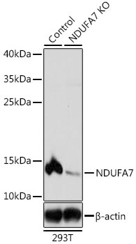 NDUFA7 Antibody, KO Validated