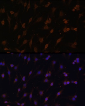 POR Antibody, KO Validated