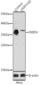 DDIT4 Antibody, KO Validated